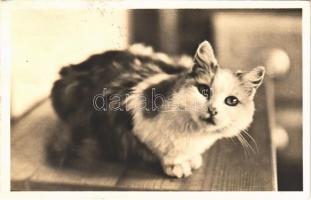 1950 Cat. Amag 68254., 1950 Macska. Amag 68254.