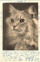 1950 Cat. Amag, 1950 Macska. Amag