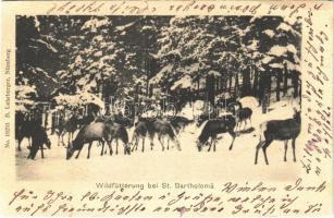 1904 St. Bartholoma, Wildfütterung / deers (EK)