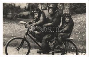 Kerékpározó csimpánzok az Állatkertben. Kiadja Budapest székesfőváros állat- és növénykertje. Hölzel Gyula felvétele / Chimpanzees riding a bicycle at the Budapest Zoo
