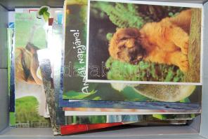 Állat motívum képeslap, naptár, kértya cipősdobozban