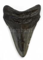 Ősállat fog, 11,5x8 cm