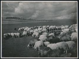 1940 Bárányok Bánffyhunyad mellett, Cveck Gyula fotóművész alkotása, hátoldalon feliratozva, az erdélyi bevonulás után a visszafoglalt területek bemutatása alkalmából készített fotósorozat egyik darabja, 18×2,5 cm