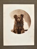 cca 1920 Gyula, a várost bemutató fotóalbum 11 db városképpel + 1 db kutyát ábrázoló fotóval, album ...