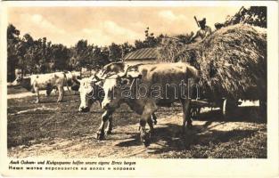 Auch Ochsen- und Kuhgespanne helfen unsere eigene Ernte bergen / Harvest with oxen and cow carts