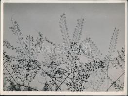 cca 1932 Kinszki Imre (1901-1945) budapesti fotóművész hagyatékából, pecséttel jelzett vintage fotóművészeti alkotás (Leaf pattern), mind a négy sarkán kis törés, 18x24 cm