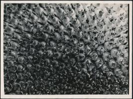 cca 1934 Kinszki Imre (1901-1945) budapesti fotóművész hagyatékából, pecséttel jelzett vintage fotóművészeti alkotás (napraforgó (?)), 24×17,5 cm