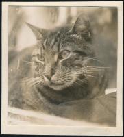 1930 Kinszki Imre (1901-1945) budapesti fotóművész hagyatékából, a szerző által datált vintage fotó (Figyelő szemek, ez a szerző 760. sz. felvétele), 5,5x5,4 cm
