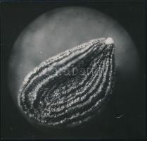 cca 1934 Kinszki Imre (1901-1945) budapesti fotóművész hagyatékából, pecséttel jelzett vintage fotóművészeti alkotás (65x nagyításban), 11,5x11 cm