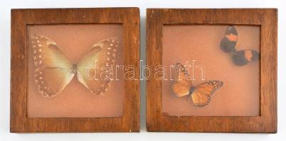 3 db preparált pillangó, üvegezett fa keretben, 20×20×4 cm
