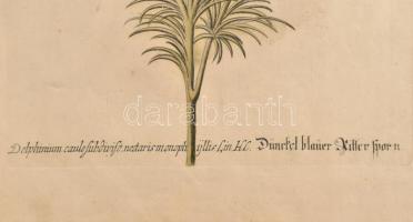 Georg Wolfgang Knorr (1705-1761): Sötétkék sarkantyúfű . Színezett rézmetszet. 32x20 cm