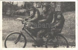 Kerékpározó csimpánzok az Állatkertben. Kiadja Budapest székesfőváros állat- és növénykertje. Hölzel Gyula felvétele / Chimpanzees riding a bicycle at the Budapest Zoo (fa)