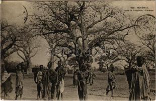 Dans le Dieguem, Céréres / African folklore