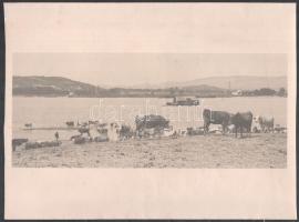cca 1920 Hajómalom a Dunán, tehenek a parton, jelzetlen fotó, 12,5×29 cm