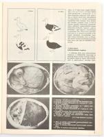 1977-1981 Vadbiológiai kutatások 4 száma: 20., 25., 27., 28. Gödöllő, 1977-1981., Agrártudományi Egy...