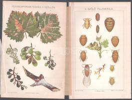 cca 1893 össz. 3 db szőlőbetegségekkel kapcsolatos térkép és nyomat a Pallas Nagy Lexikonából: A fil...