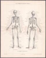 cca 1893 Az ember csontváza I-II. és a hasüri szervek, Pallas Nagy Lexikona, 3 db nyomat