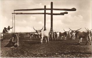 Hortobágyi gulya / Hungarian cattle, folklore