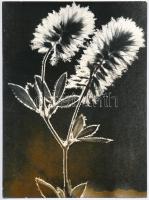 Virág ellenfényben, jelzetlen fotóművészeti alkotás, 23×17 cm