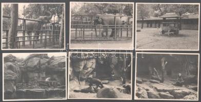 1940 Budapest, Állatkert, 12 db vintage fotó állatokról (elefánt, vízilovak, jegesmedve, zebra, stb.), hátoldalán feliratozott, 8,5x11,5 cm