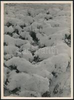 cca 1934 Kinszki Imre (1901-1945) budapesti fotóművész pecséttel jelzett vintage fotóművészeti alkotása (Havas növényzet), 24x18 cm