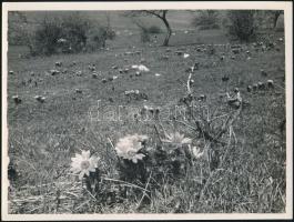 cca 1935 Kinszki Imre (1901-1945) budapesti fotóművész  hagyatékából, feliratozott vintage fotóművészeti alkotás (Mezei virágok), 18x24 cm