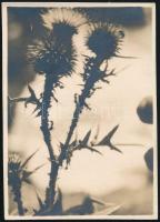 cca 1930 Kinszki Imre (1901-1945) budapesti fotóművész hagyatékából, a szerző által feliratozott vintage fotó (Distel mit Ameisen), 8,3x6 cm