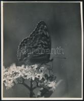 cca 1933 Kinszki Imre (1901-1945) budapesti fotóművész hagyatékából, feliratozott vintage fotó (Pillangó), 15,3x12,5 cm