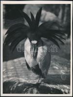 cca 1933 Kinszki Imre (1901-1945) budapesti fotóművész hagyatékából pecséttel jelzett vintage fotó (Kanálcsőrű bakcsó), 15,6x11,8 cm