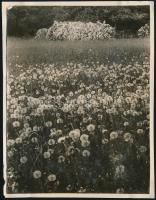 1929 Kinszki Imre (1901-1945) budapesti fotóművész hagyatékából, a szerző által feliratozott vintage fotó (Városliget, ez a 194. sz. felvétele), 8,5x6,6 cm
