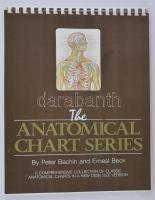 The anatomical chart series by Peter Bachnin and Ernest Beck. 30x38 cm