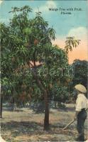 Florida, Mango tree with fruit, (worn corners)