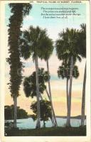 1925 Florida, tropical palms at sunset, (EK)