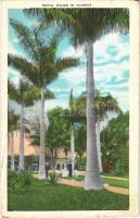1933 Florida, Royal palms (EB)