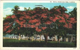 1934 Florida, Royal Poinciana tree (EK)