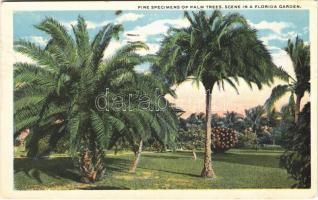 1921 Florida, fine specimens of palm trees, scene in a Florida garden,