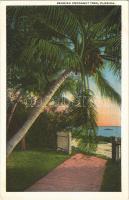 Florida, bearing cocoanut tree,