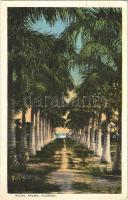 1922 Florida, Royal palms, (EK)