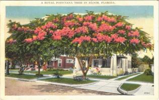 Florida, a Royal Poinciana tree in bloom,