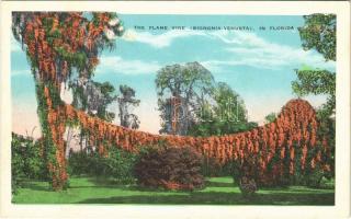 Florida, the Flame Vine (Bignonia-Venusta),