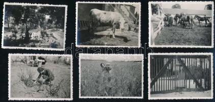 1934 Nagytétényi életképek, 30 db fotó, 6×9 cm