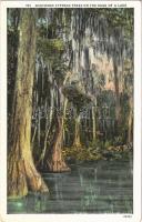 Ashville (Alabama), Southern cypress trees on the edge of a lake,