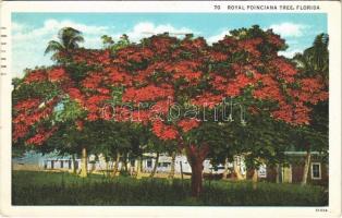 1933 Florida, Royal poinciana tree
