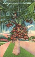 1954 Florida, a cocoanut palm loaded with fruit,
