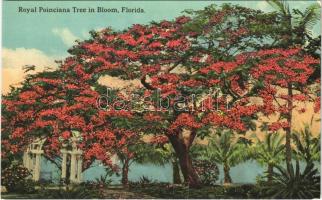 Florida, Royal poinciana tree in bloom,