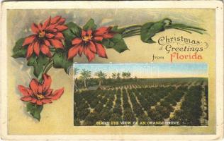 1921 Florida, Christmas greeting card, birds eye view of an orange grove (creases)