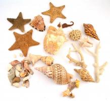 Tengeri kagyló, tengeri csillag tengeri csiga gyűjtemény 15 nagyobb és sok kisebb darab