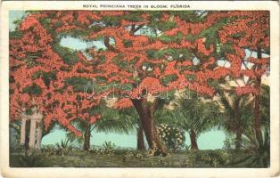 1929 Florida, Royal poinciana trees in bloom (EK)