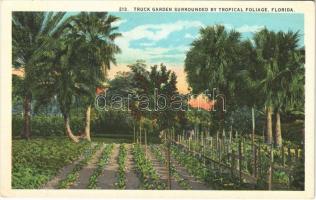Florida, truck garden surrounded by tropical foliage,