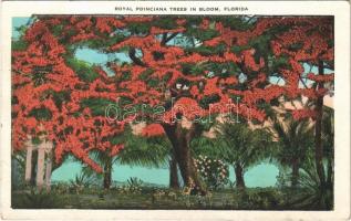 1932 Florida, Royal poinciana trees in bloom (EK)